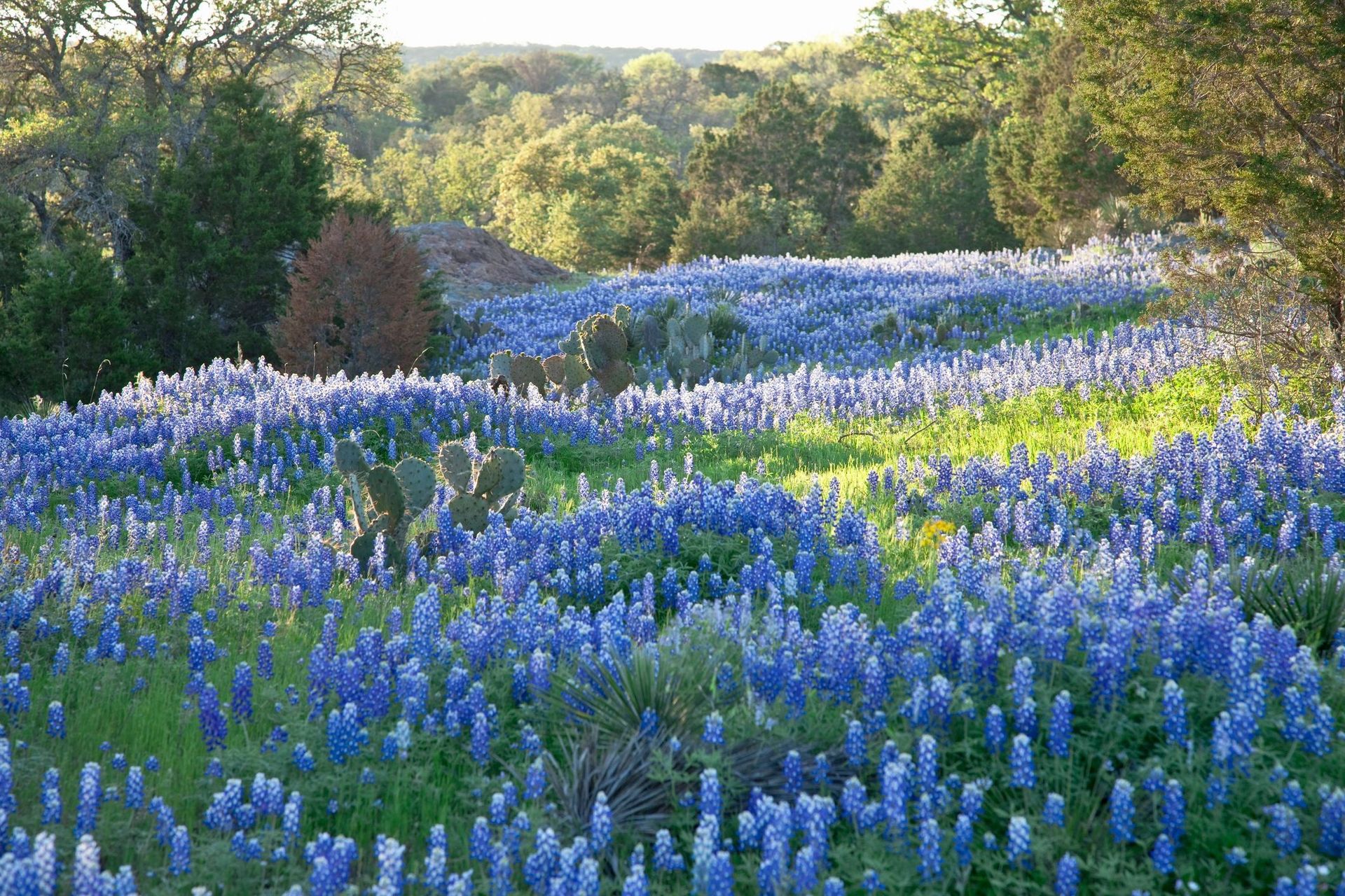 Wildflower Nursing local service